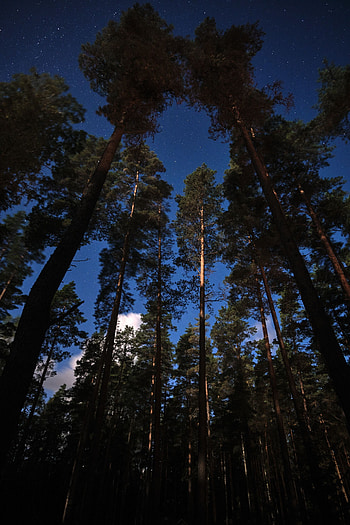 Nature, Trees, Sky, Stars, Night, Forest HD phone wallpaper