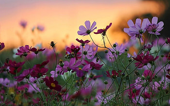 field flowers, nature, flowers, , field HD wallpaper