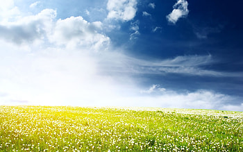 Dandelions, Grass and Sky HD wallpaper