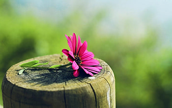 Plants, Flowers HD wallpaper
