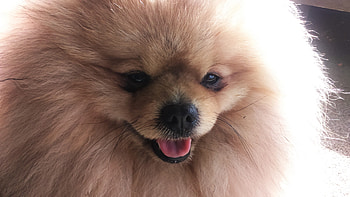 The beast !, dogs, cute, pet, beast HD wallpaper
