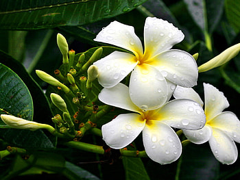 Wet beauty, white, beautiful, beauty, nice, delicate, pretty, nature, flowers, lovely, harmony HD wallpaper