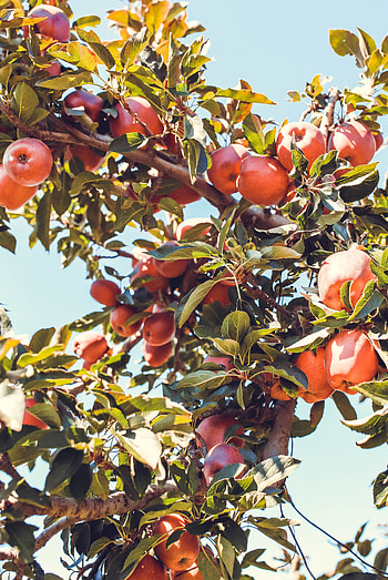 Food, Apples, Wood, Tree, Branch, Fruit, Fruity HD phone wallpaper