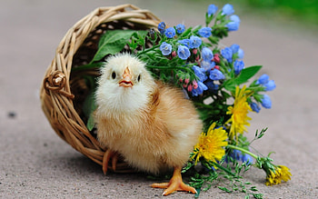 Animals, Birds HD wallpaper