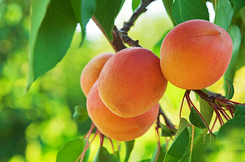Food, Wood, Tree, Branch, Fruit, Peach HD wallpaper