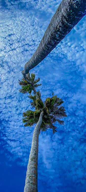Tree, cloud, sky, blue HD phone wallpaper