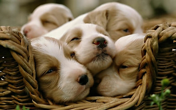 Endearing puppy , cuteness HD wallpaper