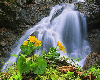 Nature, Rocks, Flower, Waterfall HD wallpaper