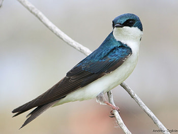 Animals, Birds HD wallpaper