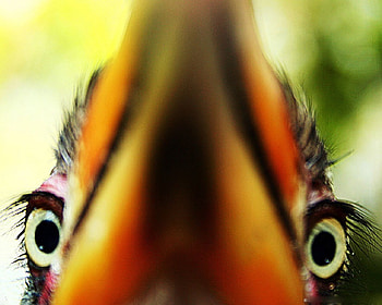 CLOSE -UP SHOT of HORNBILL, closeup, hornbill, yellow HD wallpaper