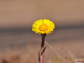 Kiss of Sunshine, stem, vibrant, petals, yellow, flower, single HD wallpaper