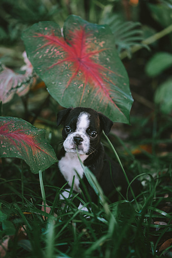 Animals, Grass, Dog, Pet, Nice, Sweetheart, Puppy HD phone wallpaper