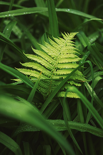 Plants, Grass, Leaves, Macro, Fern, Dew HD phone wallpaper