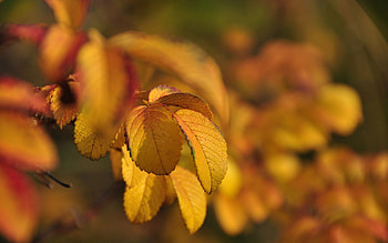 Autumn, Leaves, Briar, Macro, Branches HD wallpaper