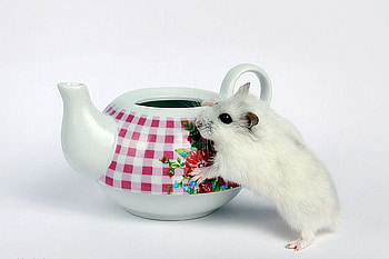 Cute Animal, animal, cool, cute HD wallpaper