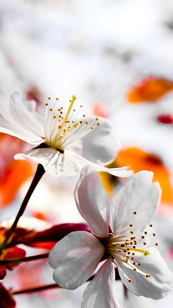 Flowers , Beautiful, White Flowers HD phone wallpaper