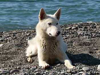 Animals, Water, Stones, To Lie Down, Lie, Dog, Muzzle HD wallpaper