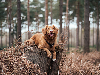 Animals, Forest, Lies, Dog, Stroll HD wallpaper