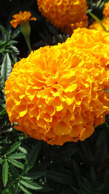 Marigold, Flower, Marigold Flower HD phone wallpaper