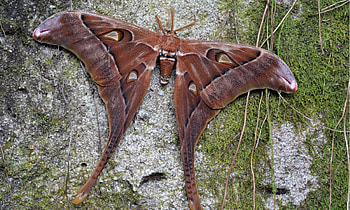Hercules moth, , AZ animals HD wallpaper