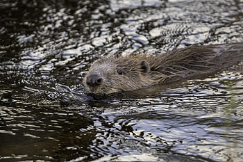 Beaver therapy, Psychological impact, Nature's healing power, Reintroduction project HD wallpaper