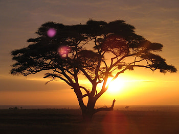 Top acacia , Nature's beauty, Scenic backgrounds, que views HD wallpaper