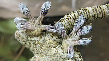 Gecko, Animal, Reptiles HD wallpaper