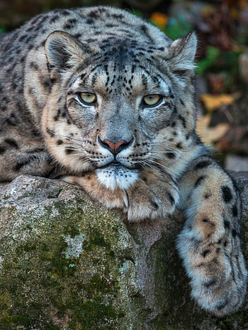 Snow Leopard, Elusive beauty, Endangered species, High-altitude inhabitant HD phone wallpaper