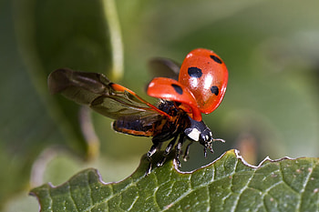 Macro, Sheet, Leaf, Insect, Wings, Ladybug, Ladybird HD wallpaper