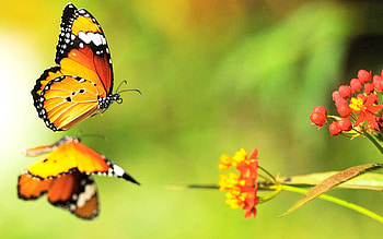 Flower, Macro, Surface, Flight, Butterfly HD wallpaper