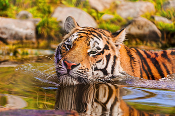 Animals, Water, Muzzle, Tiger, To Swim, Swim HD wallpaper