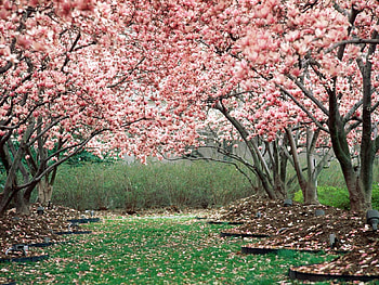 in full bloom, , beautiful HD wallpaper