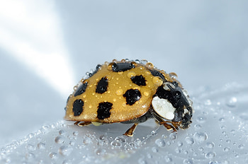 Animals, Drops, Surface, Ladybug, Ladybird HD wallpaper