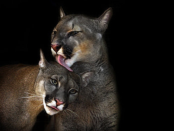 Cougars Love, beautiful, , love, cougars HD wallpaper