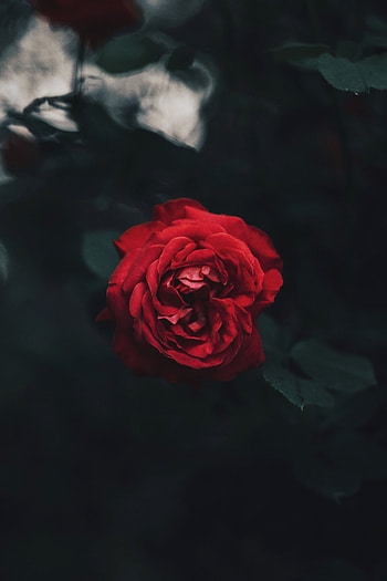 Flowers, Dark, Rose Flower, Rose, Bud, Blur, Smooth, Garden HD phone wallpaper