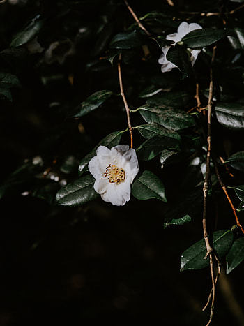 Flowers, Leaves, Flower, Dark, Branches, Bloom, Flowering HD phone wallpaper