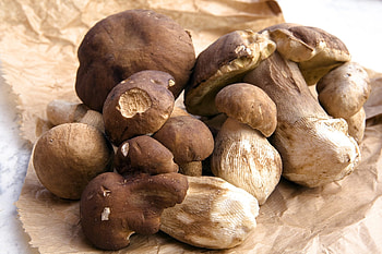 Porcini mushrooms, Cleaning tips, Culinary secrets, Mushroom preparation HD wallpaper