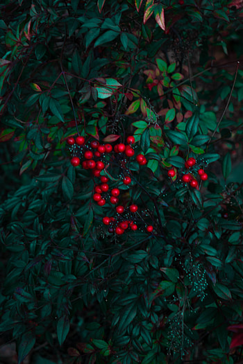 Nature, Leaves, Branches, Berry HD phone wallpaper
