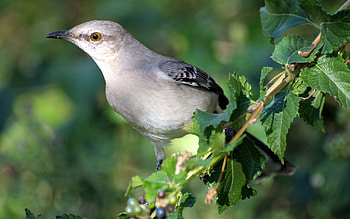 Animals, Bird, Sit, Branch, Arizona HD wallpaper