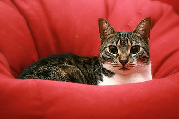 Animals, Cat, To Lie Down, Lie, Muzzle, Sight, Opinion, Waiting, Expectation HD wallpaper
