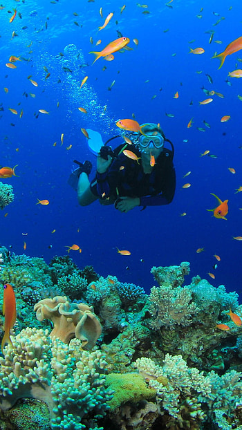 Scuba diver , Top scuba diver, Underwater wonders, Dive with style HD phone wallpaper