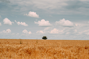 Landscape, Nature, Clouds, Summer, Wood, Tree, Field HD wallpaper