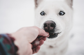 Funny, Animals, Hand, Dog, Husky HD wallpaper