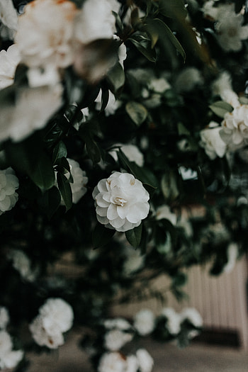Flowers, Bush, Flower, Plant, Blooms HD phone wallpaper