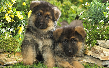 German Shepherd, , Background HD wallpaper