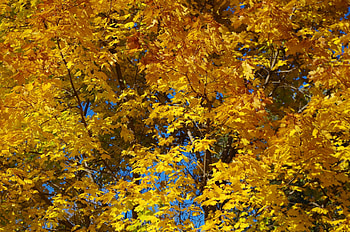 Autumn beauty, trees, autumn, leaves, forest HD wallpaper
