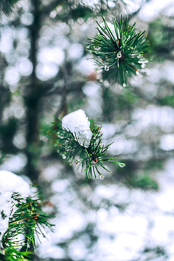 Nature, Needle, Snow, Branches HD phone wallpaper