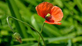 Plant, Macro, Greens, Stem, Stalk, Poppy HD wallpaper