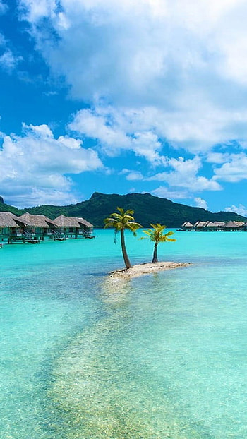 Bora Bora, Green palm tree, Nature landscape HD phone wallpaper
