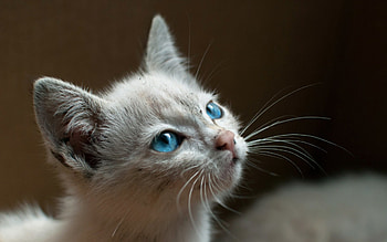 Cat, kitten, kitty, cats, cute, sleepy, sleeping, beauty, animals, hat, sweet, beautiful, paws, cat face, pretty, face, lovely HD wallpaper